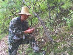 娱乐吃瓜酱拐进大山,揭秘不为人知的奇幻之旅