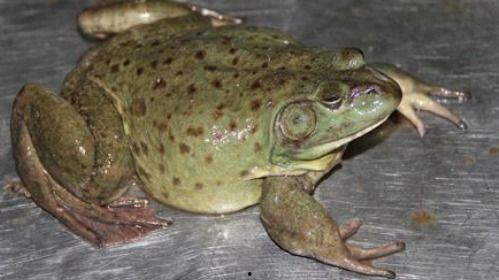 娱乐吃瓜酱牛蛙,揭秘娱乐圈那些鲜为人知的幕后故事